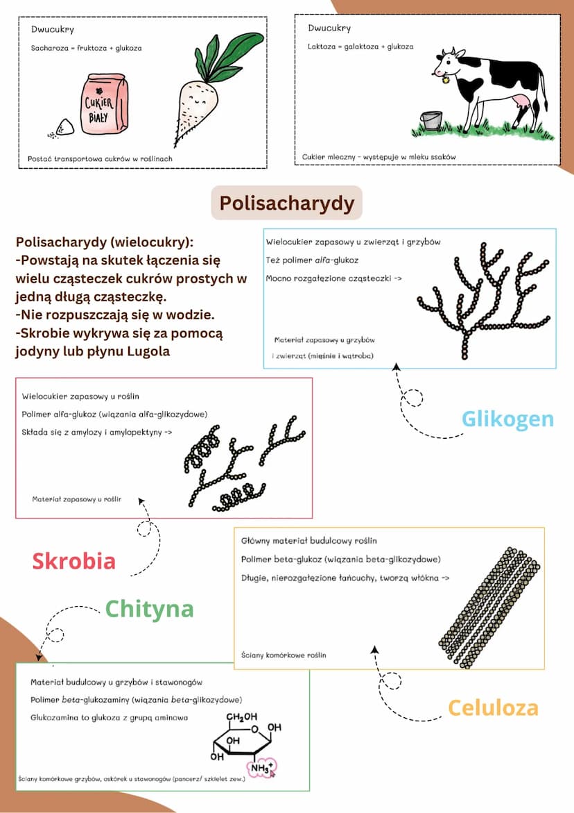 SACHARYDY
Monosacharydy
Monosacharydy (cukry proste):
-Mają słodki smak.
●
с
Carbon
Oligosacharydy
CUKRY,WĘGLOWODANY
ΗΤΟΥΝ
Oxygen
-Są dobrze