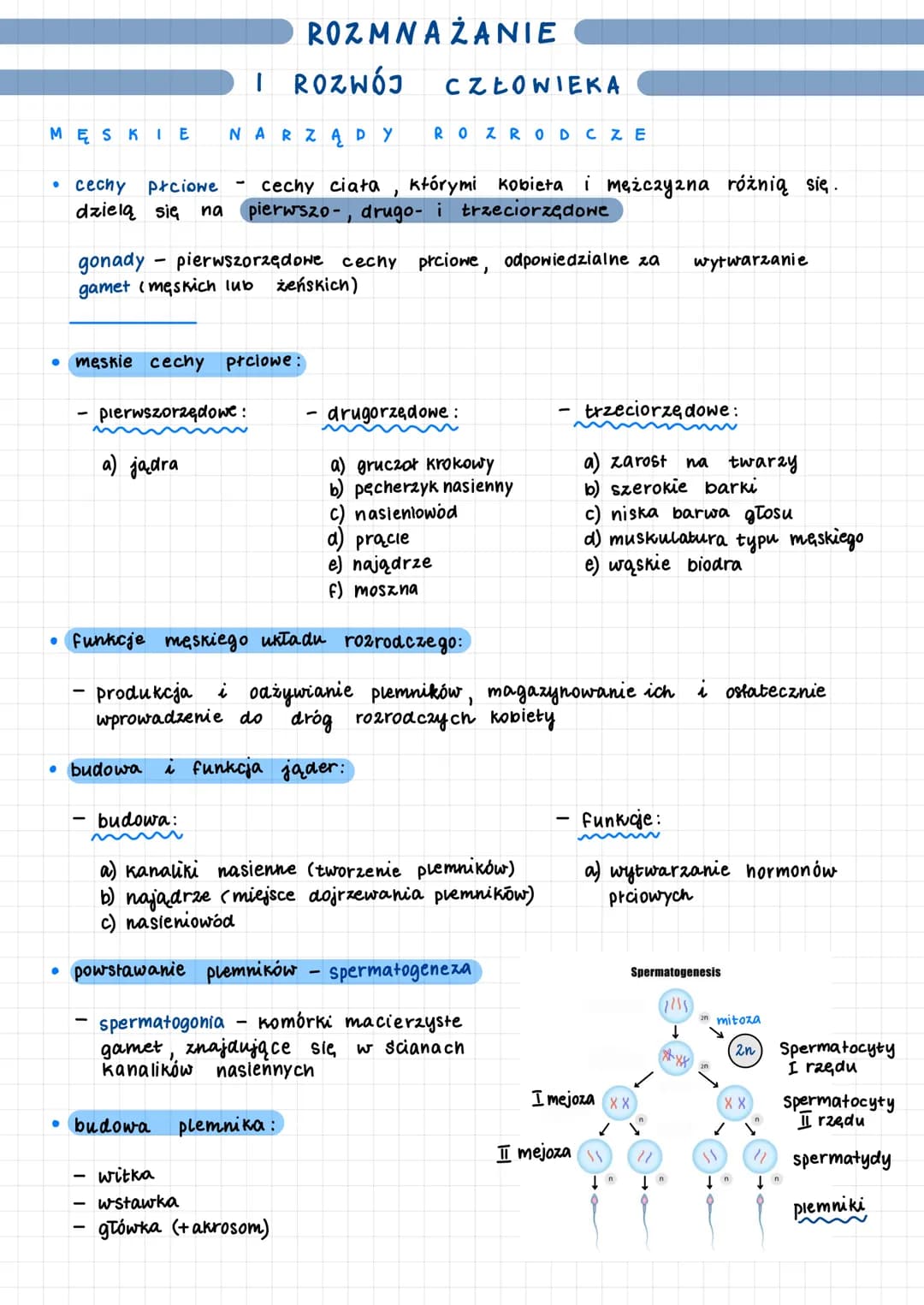 MĘSKIE
• męskie cechy płciowe:
pierwszorzędowe:
-
● cechy płciowe
cechy ciała którymi kobieta i mężczyzna różnią się.
dzielą się na pierwszo