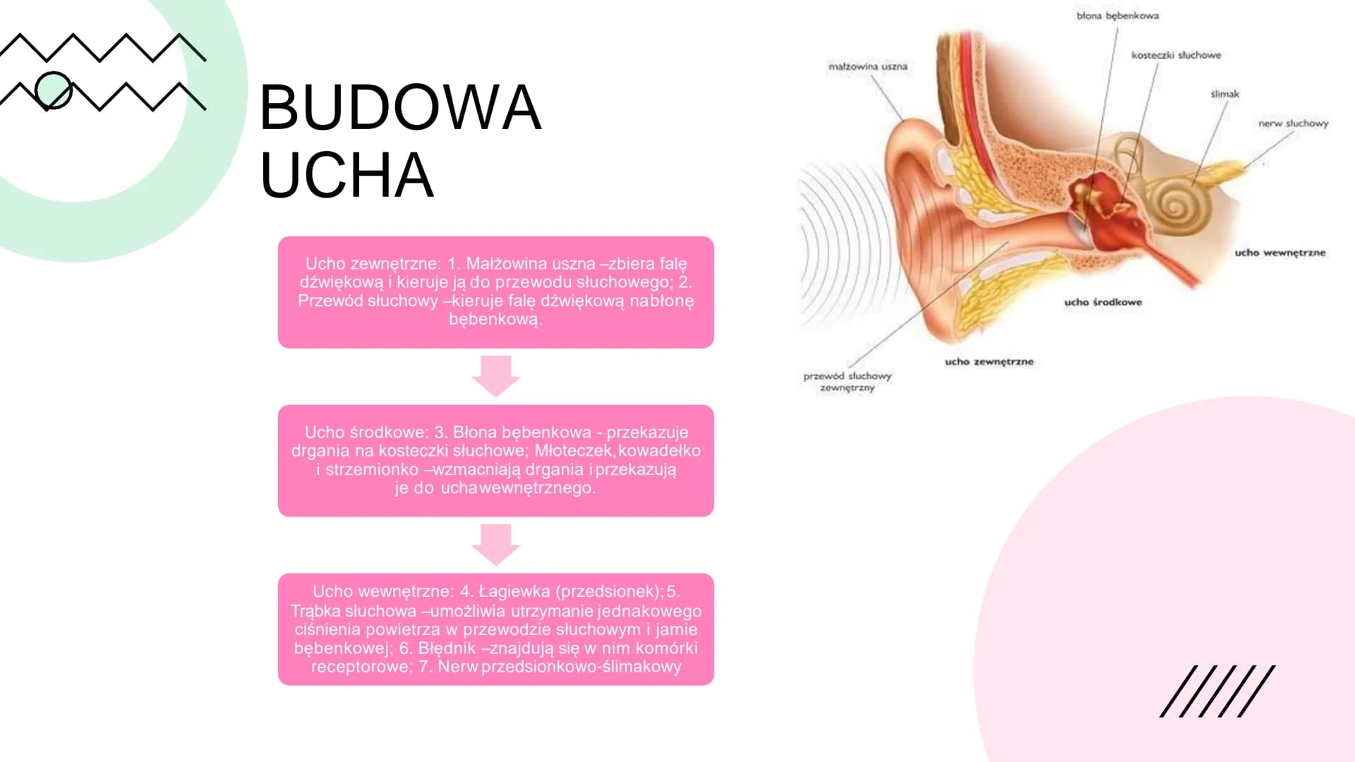 BUDOWA
I
DZIAŁANIE
UCHA BUDOWA
UCHA
Ucho zewnętrzne: 1. Małżowina uszna-zbiera falę
dźwiękową i kieruje ją do przewodu słuchowego; 2.
Przewó