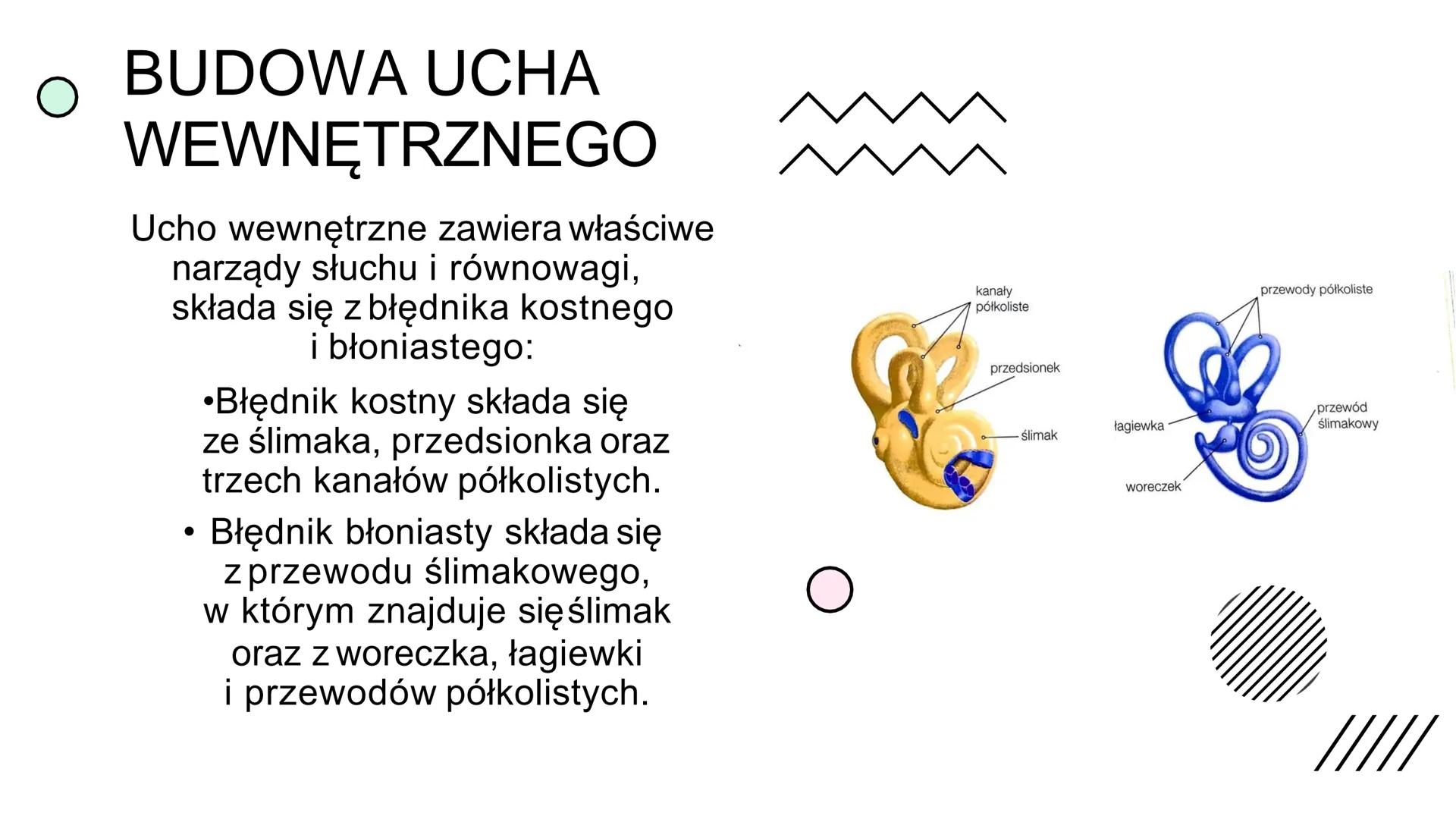 BUDOWA
I
DZIAŁANIE
UCHA BUDOWA
UCHA
Ucho zewnętrzne: 1. Małżowina uszna-zbiera falę
dźwiękową i kieruje ją do przewodu słuchowego; 2.
Przewó