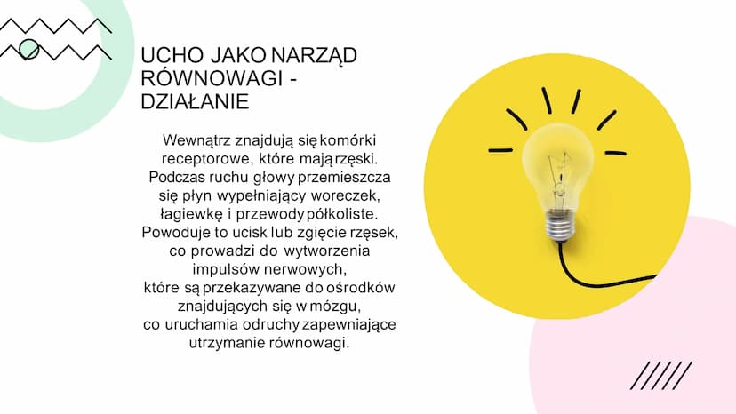 BUDOWA
I
DZIAŁANIE
UCHA BUDOWA
UCHA
Ucho zewnętrzne: 1. Małżowina uszna-zbiera falę
dźwiękową i kieruje ją do przewodu słuchowego; 2.
Przewó