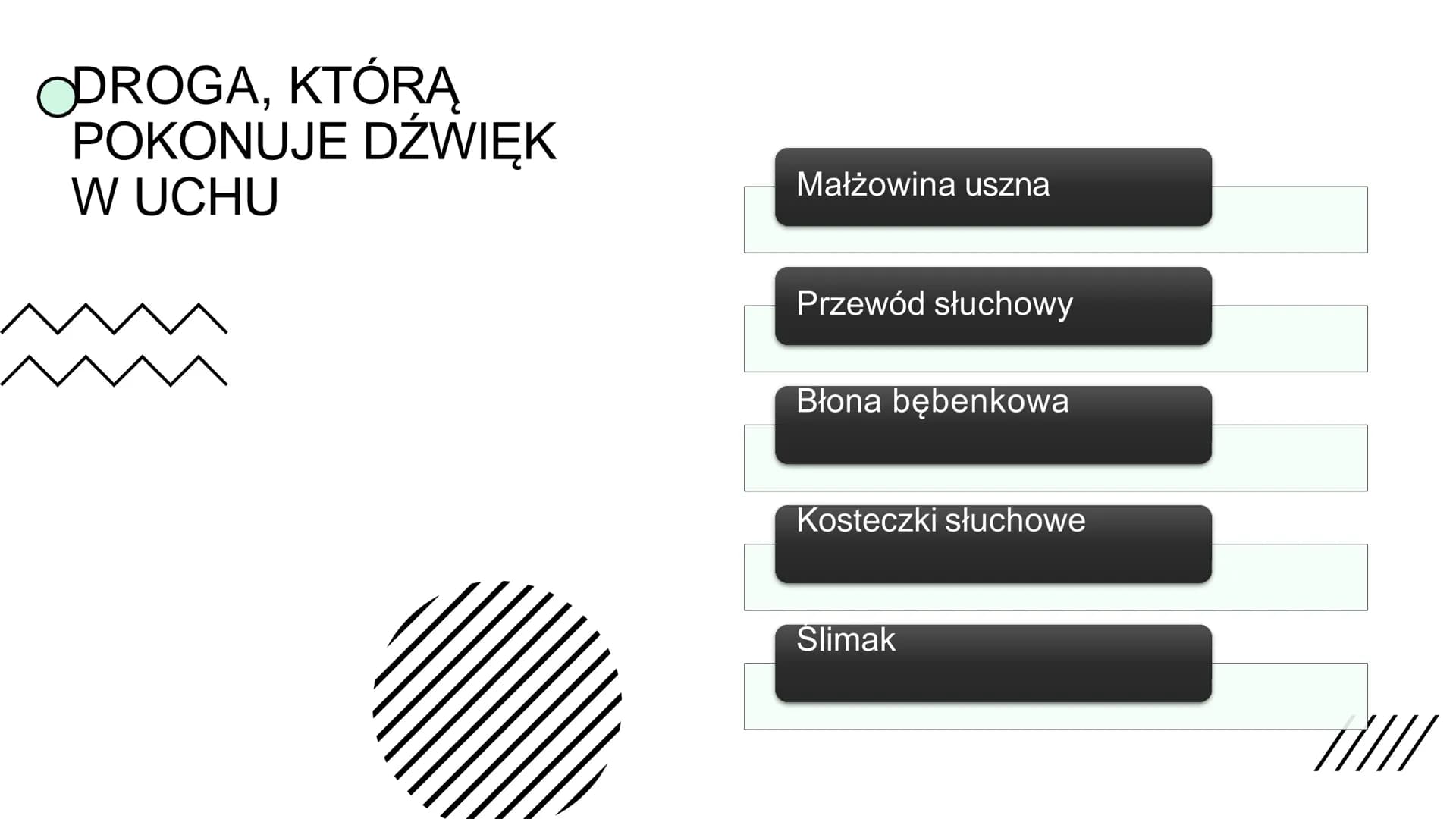 BUDOWA
I
DZIAŁANIE
UCHA BUDOWA
UCHA
Ucho zewnętrzne: 1. Małżowina uszna-zbiera falę
dźwiękową i kieruje ją do przewodu słuchowego; 2.
Przewó