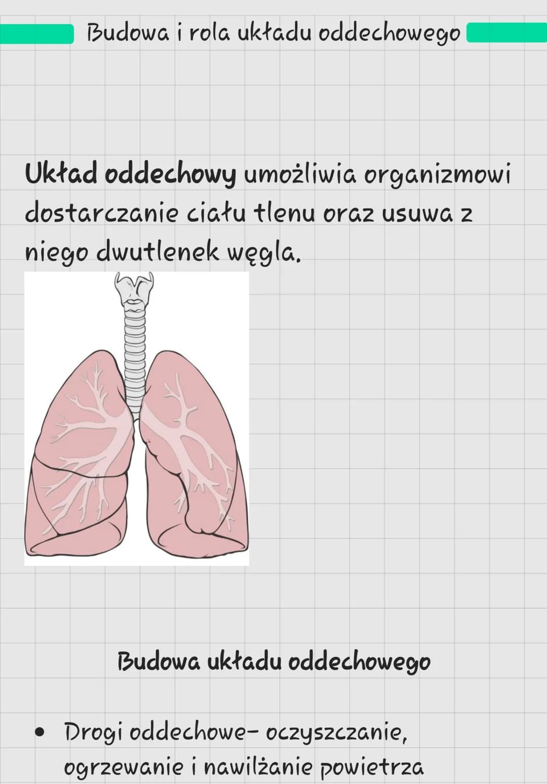 Budowa i rola układu oddechowego
Układ oddechowy umożliwia organizmowi
dostarczanie ciału tlenu oraz usuwa z
niego dwutlenek węgla.
Budowa u