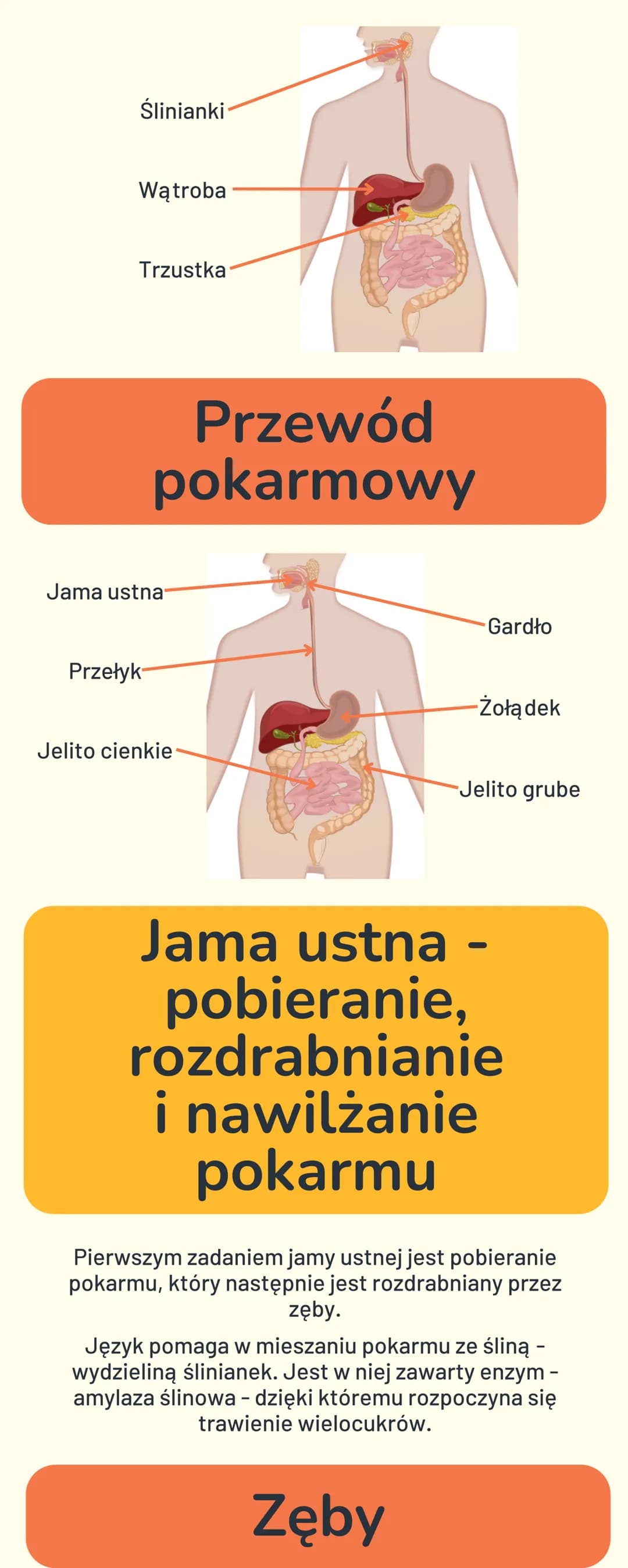 BUDOWA I FUNKCJE
UKŁADU
POKARMOWEGO
Cukry - główne
źródło energii
Cukry (węglowodany) to związki, których podstawową
funkcją jest dostarczen