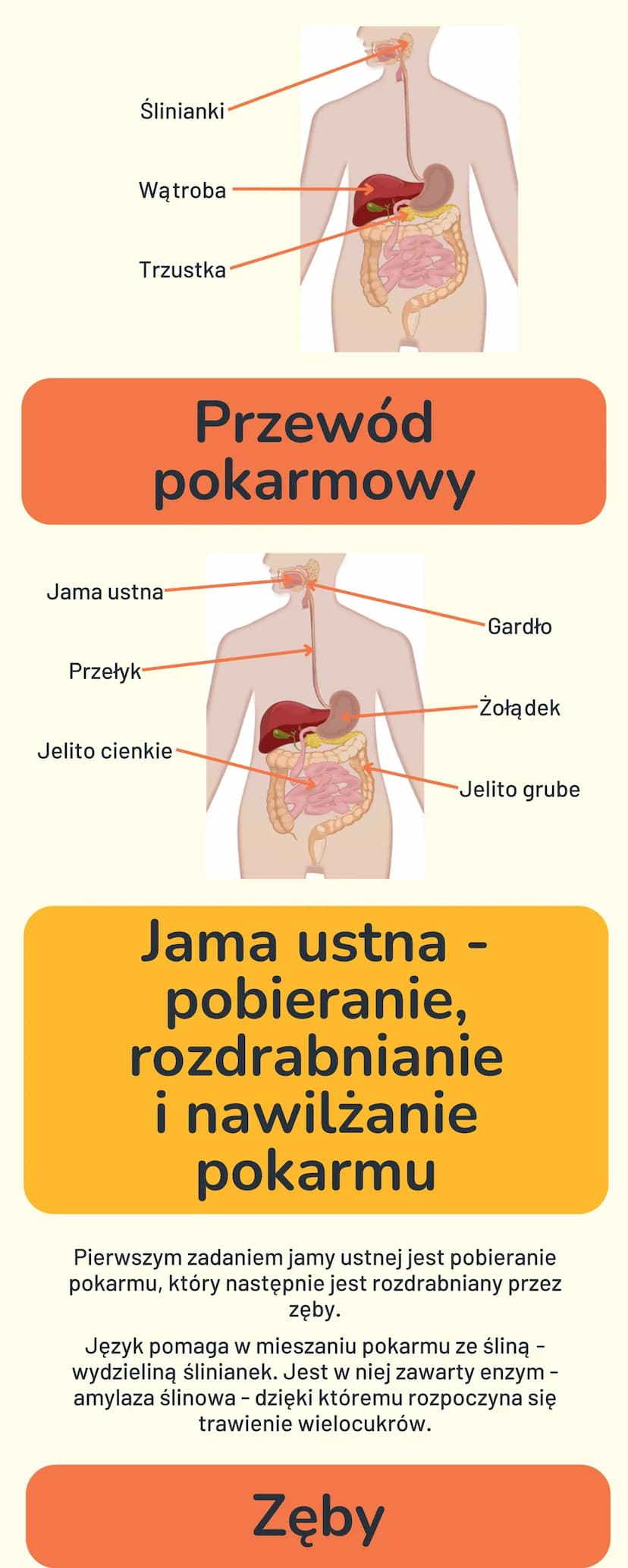 BUDOWA I FUNKCJE
UKŁADU
POKARMOWEGO
Cukry - główne
źródło energii
Cukry (węglowodany) to związki, których podstawową
funkcją jest dostarczen