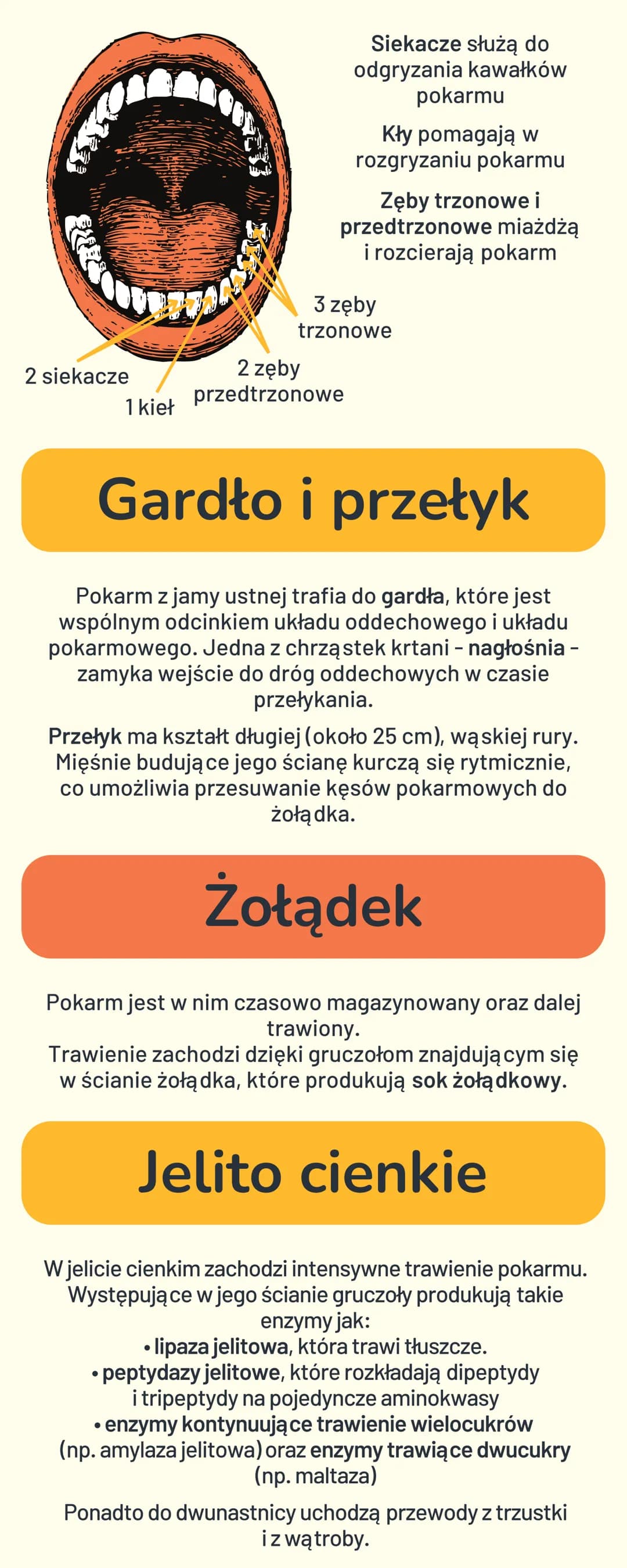 BUDOWA I FUNKCJE
UKŁADU
POKARMOWEGO
Cukry - główne
źródło energii
Cukry (węglowodany) to związki, których podstawową
funkcją jest dostarczen