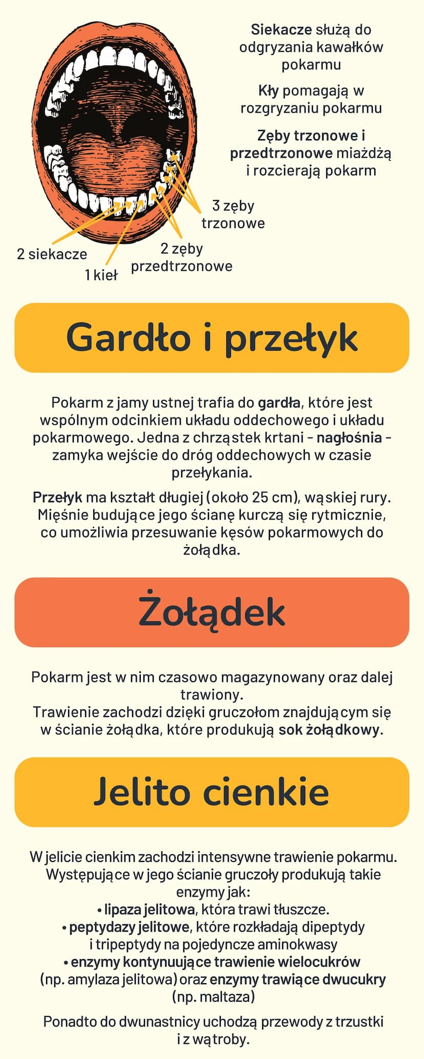 BUDOWA I FUNKCJE
UKŁADU
POKARMOWEGO
Cukry - główne
źródło energii
Cukry (węglowodany) to związki, których podstawową
funkcją jest dostarczen