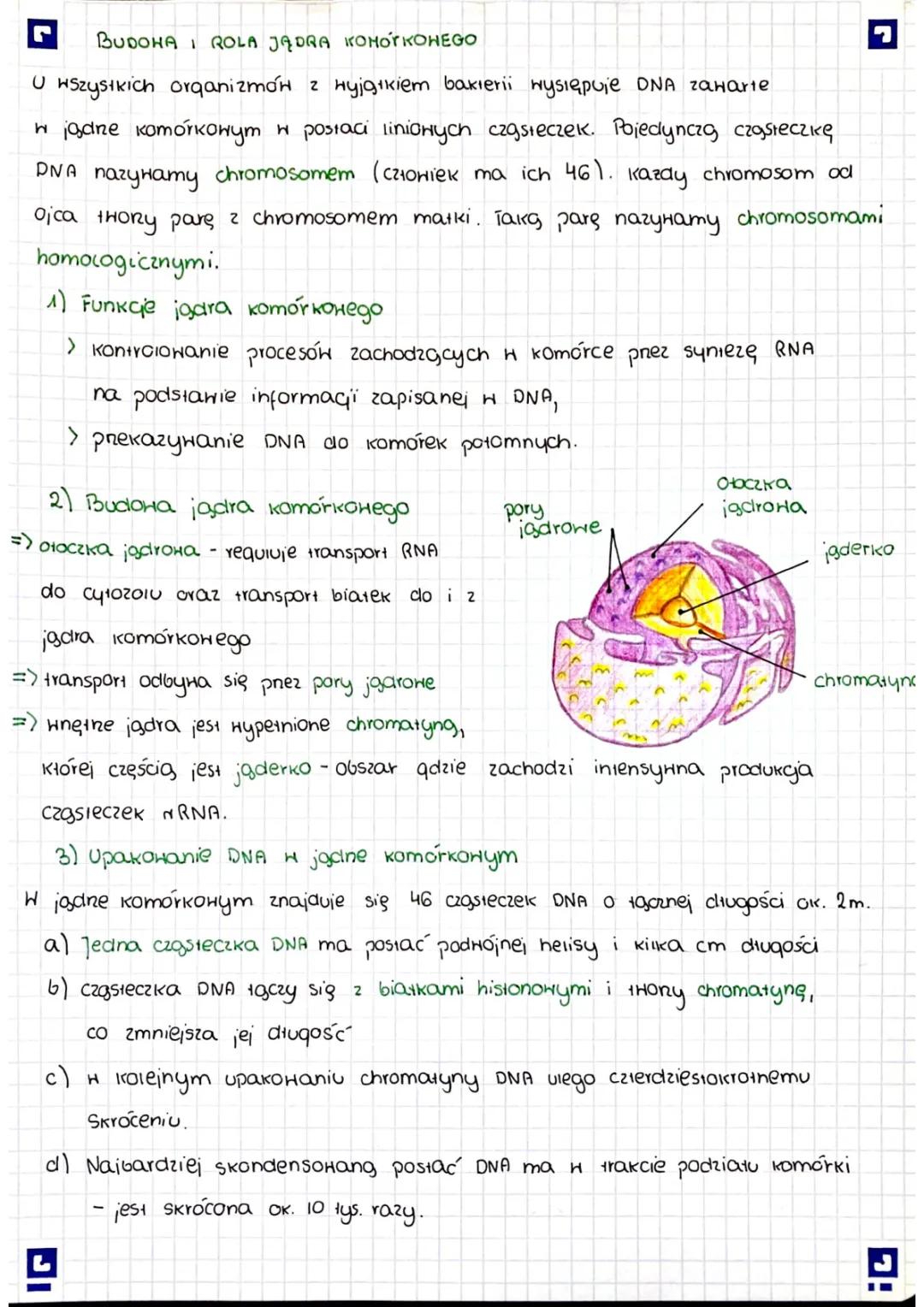 Znaczenie i Struktura Jądra Komórkowego
