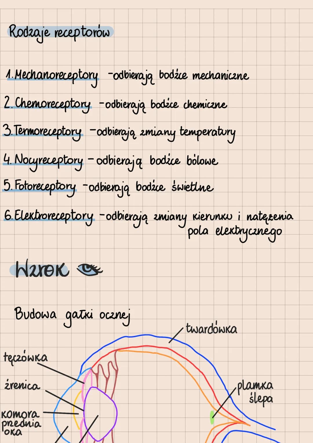 Rodzaje receptorów
1. Mechanoreceptory -odbierają bodźce mechaniczne
2. Chemoreceptory - odbierają bodźce chemiczne
3. Termoreceptory -odbie