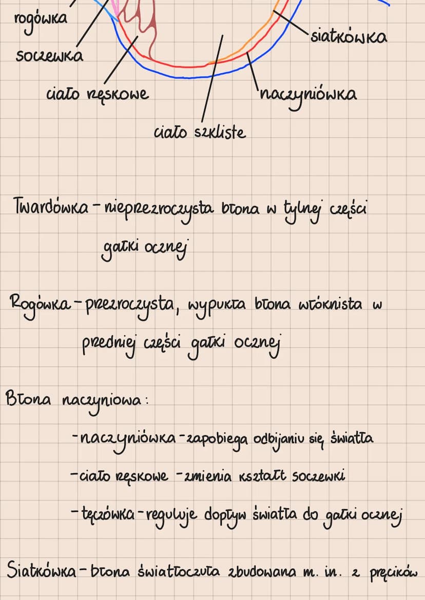 Rodzaje receptorów
1. Mechanoreceptory -odbierają bodźce mechaniczne
2. Chemoreceptory - odbierają bodźce chemiczne
3. Termoreceptory -odbie