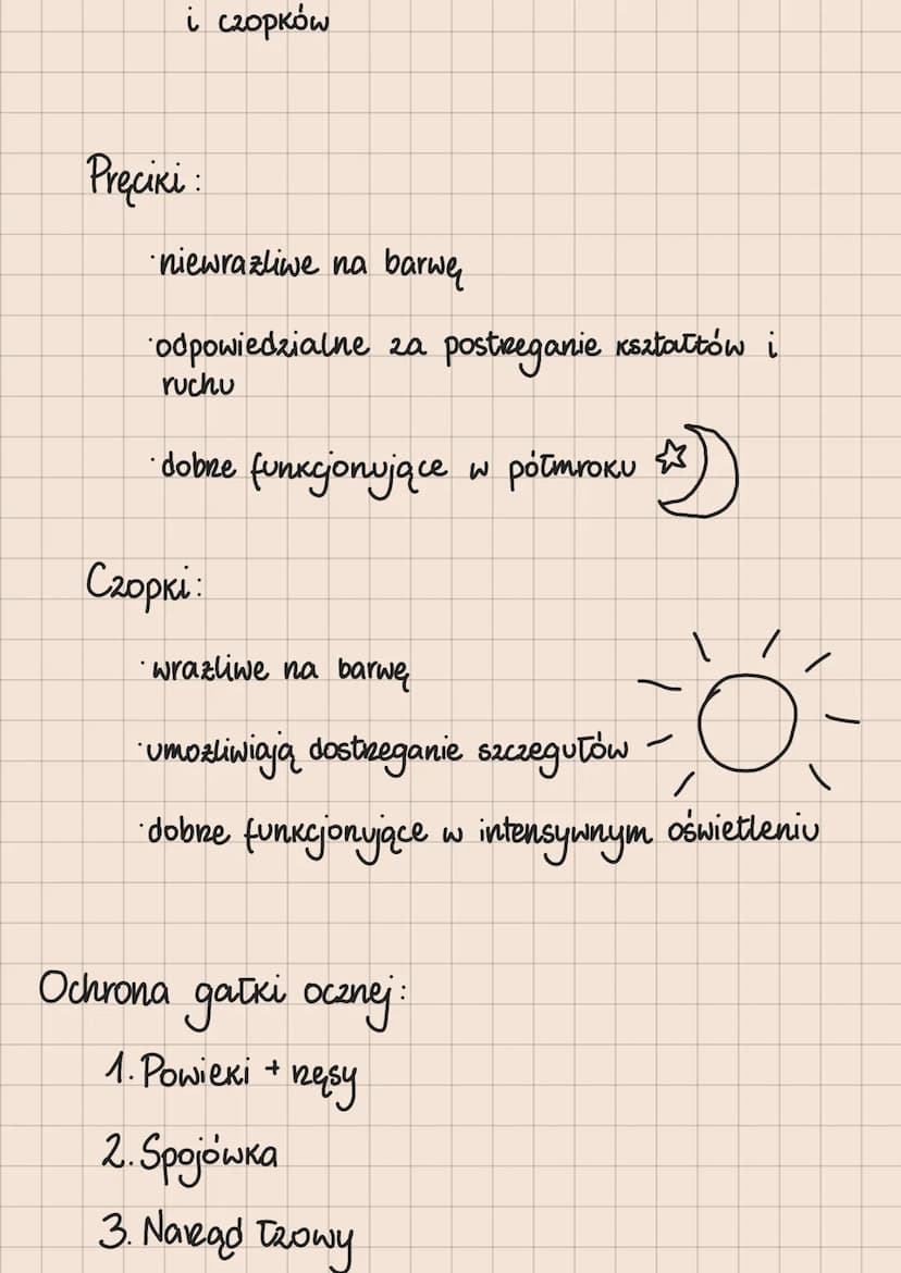 Rodzaje receptorów
1. Mechanoreceptory -odbierają bodźce mechaniczne
2. Chemoreceptory - odbierają bodźce chemiczne
3. Termoreceptory -odbie