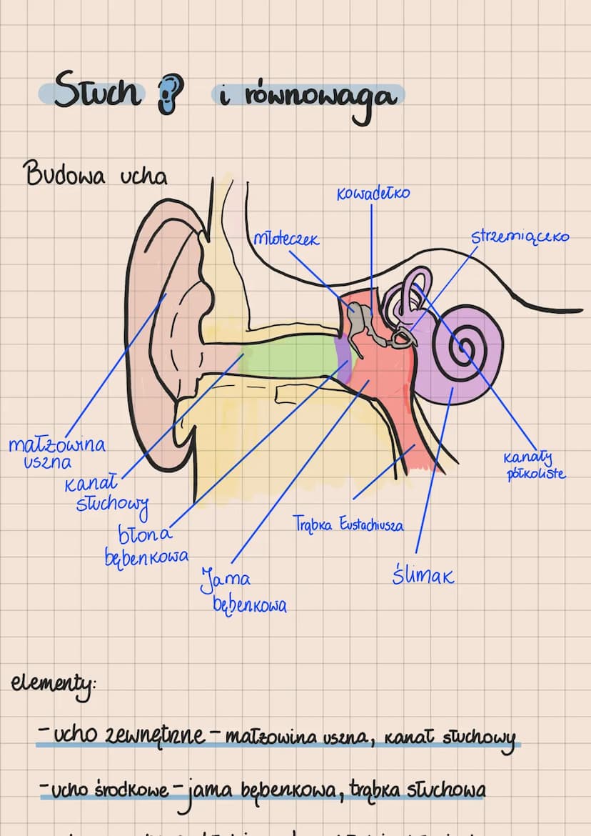 Rodzaje receptorów
1. Mechanoreceptory -odbierają bodźce mechaniczne
2. Chemoreceptory - odbierają bodźce chemiczne
3. Termoreceptory -odbie