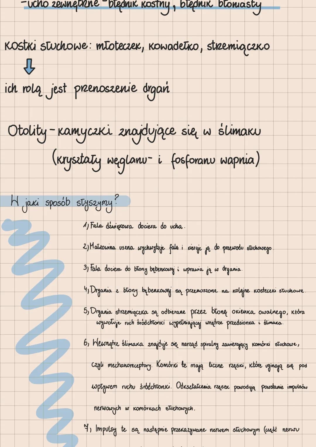 Rodzaje receptorów
1. Mechanoreceptory -odbierają bodźce mechaniczne
2. Chemoreceptory - odbierają bodźce chemiczne
3. Termoreceptory -odbie