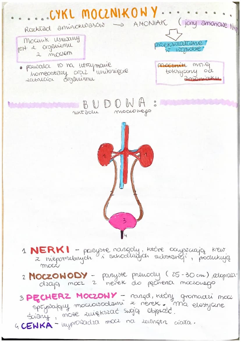 układ wydolniczy,
BUDOWA I FUNKCJONOWANIE
UKŁADU MOCZOWEGO
Metaboliczny ruch!
K
FUNKCJE:
▷ uydalanie - usuwanie zbędnych i schodlnych
produk