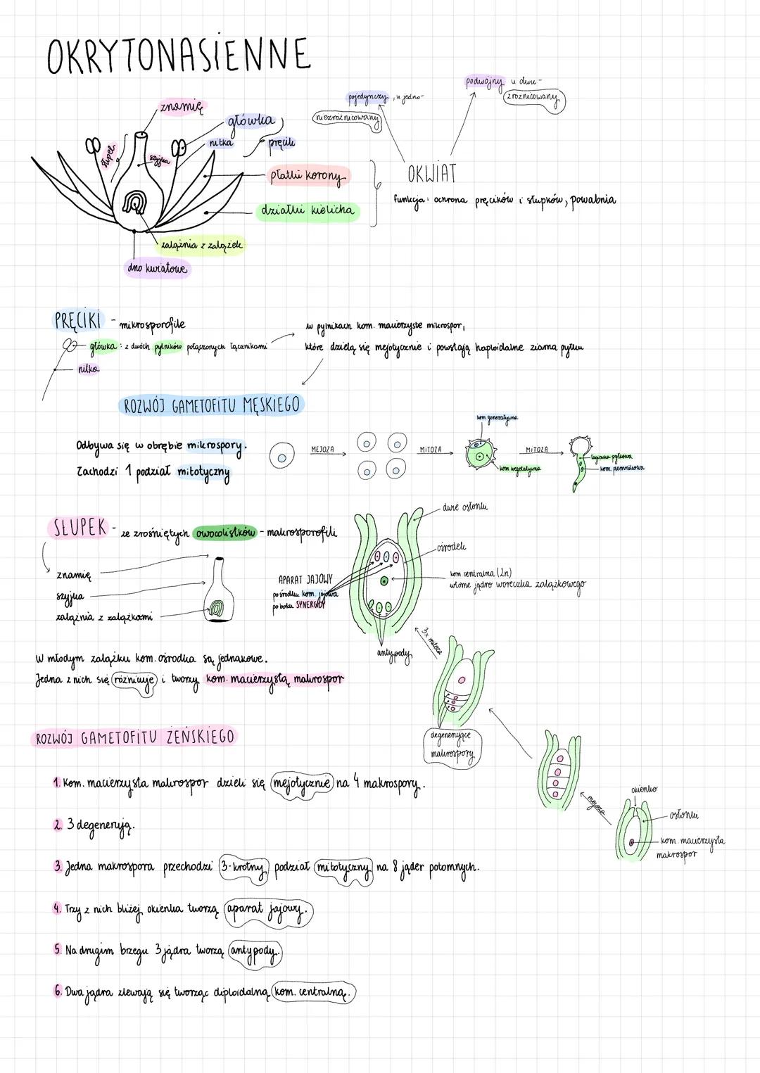 OKRYTONASIENNE (22)
ZAPYLENIE → przeniesienie ziama pyłku na (znamię słupka)
Wiatropylność - alugue), giętkie
Przez zwierzęta - duży, barwny