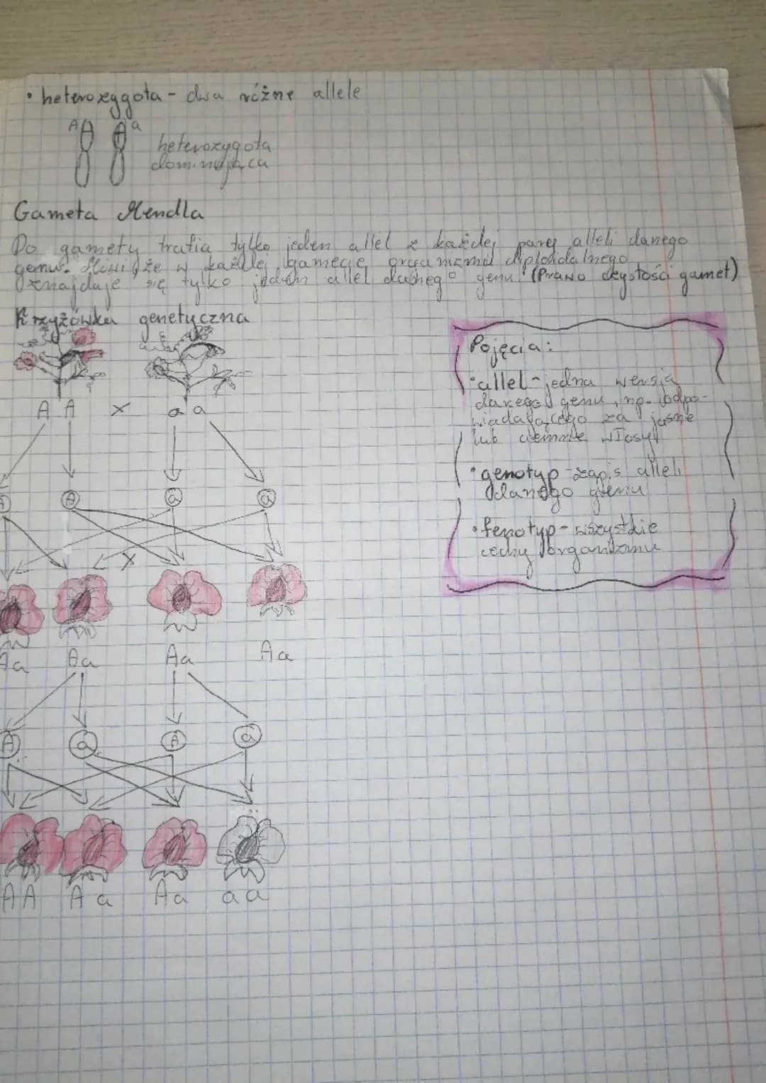 BIOLOGIA
KARTKÓWKA
DZIEDZICZENIE PECT
ICARLC MM² é charakterystycxmy dla
dijomosomew
danego
23 para
pury ) lub )(
раку
X
10000000
XXXXXXX--2
