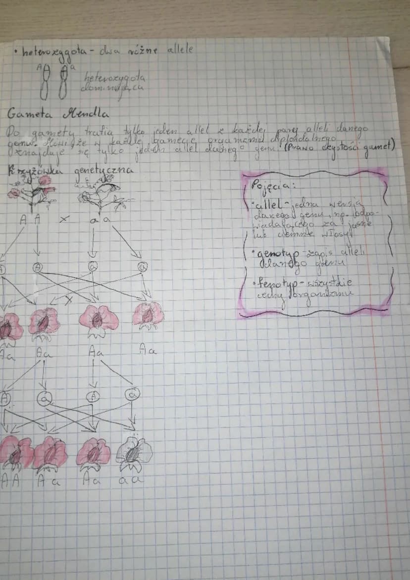 BIOLOGIA
KARTKÓWKA
DZIEDZICZENIE PECT
ICARLC MM² é charakterystycxmy dla
dijomosomew
danego
23 para
pury ) lub )(
раку
X
10000000
XXXXXXX--2