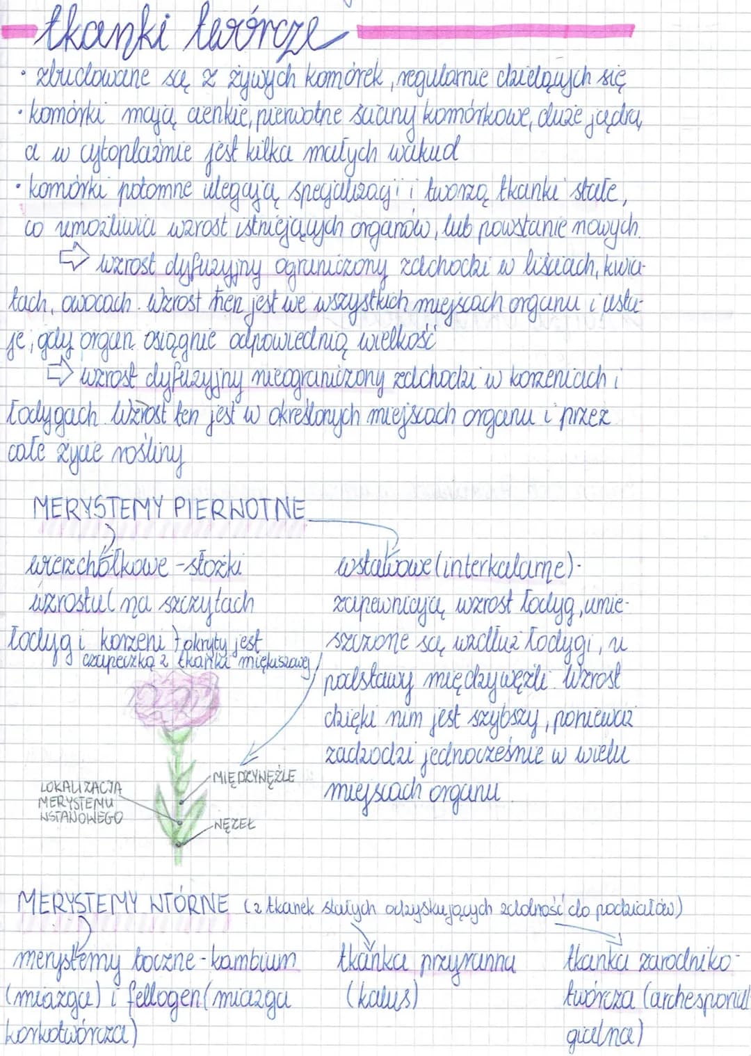 - tkanki levorge
• structowane są z żywych komórek, regularnie claretquych się
• komórki mają cienkie, pierwotne suciny komórkowe, duże jądr