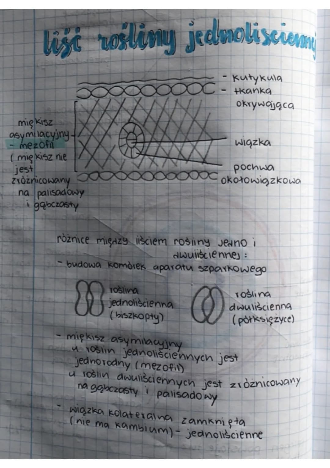 Budowa i Funkcje Liścia oraz Rośliny Jednoliścienne i Dwuliścienne - Przykłady