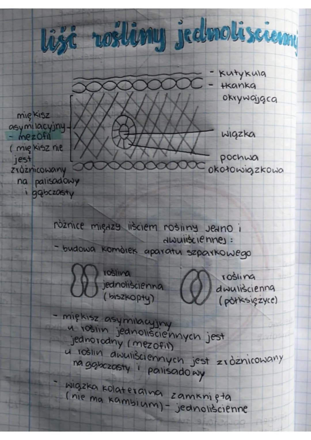 list rośliny jednoli scien
mię kisz
asymilacyjny
mezofil
(mię kisz nie
jest
zróżnicowany
na palisadowy
i gąbczasty
X
roślina
jednoliścienna
