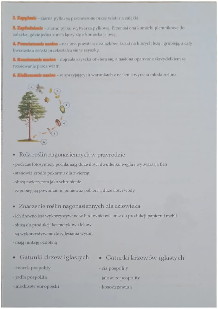 3. Nagonasienne
•
Rośliny nasienne
Rośliny nasienne - rośliny, które wytwarzają kwiaty i nasiona.
Kwiat-organ służący roślinom nasiennym do 