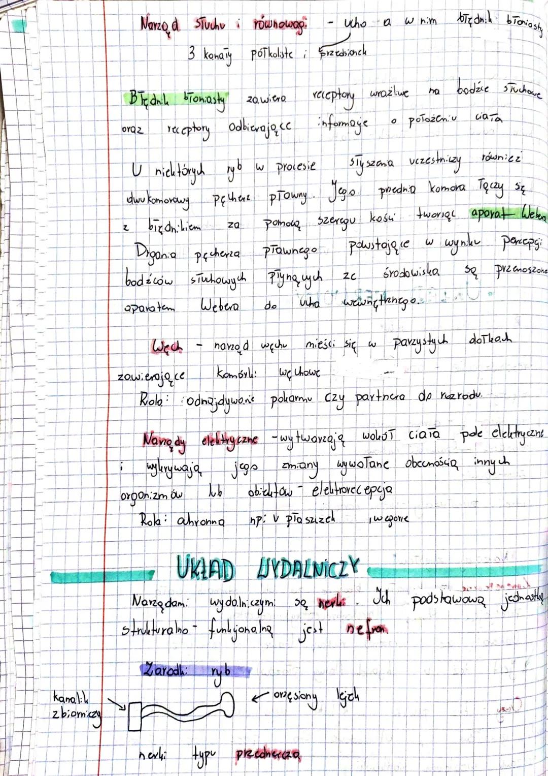 ·
RYBY żuchwowce pierwotne washe
Ryby (Pisces) so kregowcom: Pierwotnie.
zarówno
wody
Dotrafia przetrwa. Przez
Ryby
od
•żuchwowce
należą do 