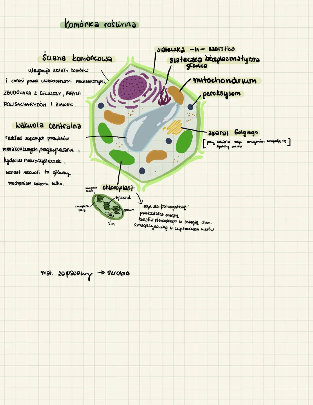 Komórka roślinna
Saana komórkowa
utrzymuje kataT+ komórki
i chroni przed uszkodzeniami mechanicznymi,
ZBUDOHANA 2 CELULOZY, INNYCH
POLISACHA