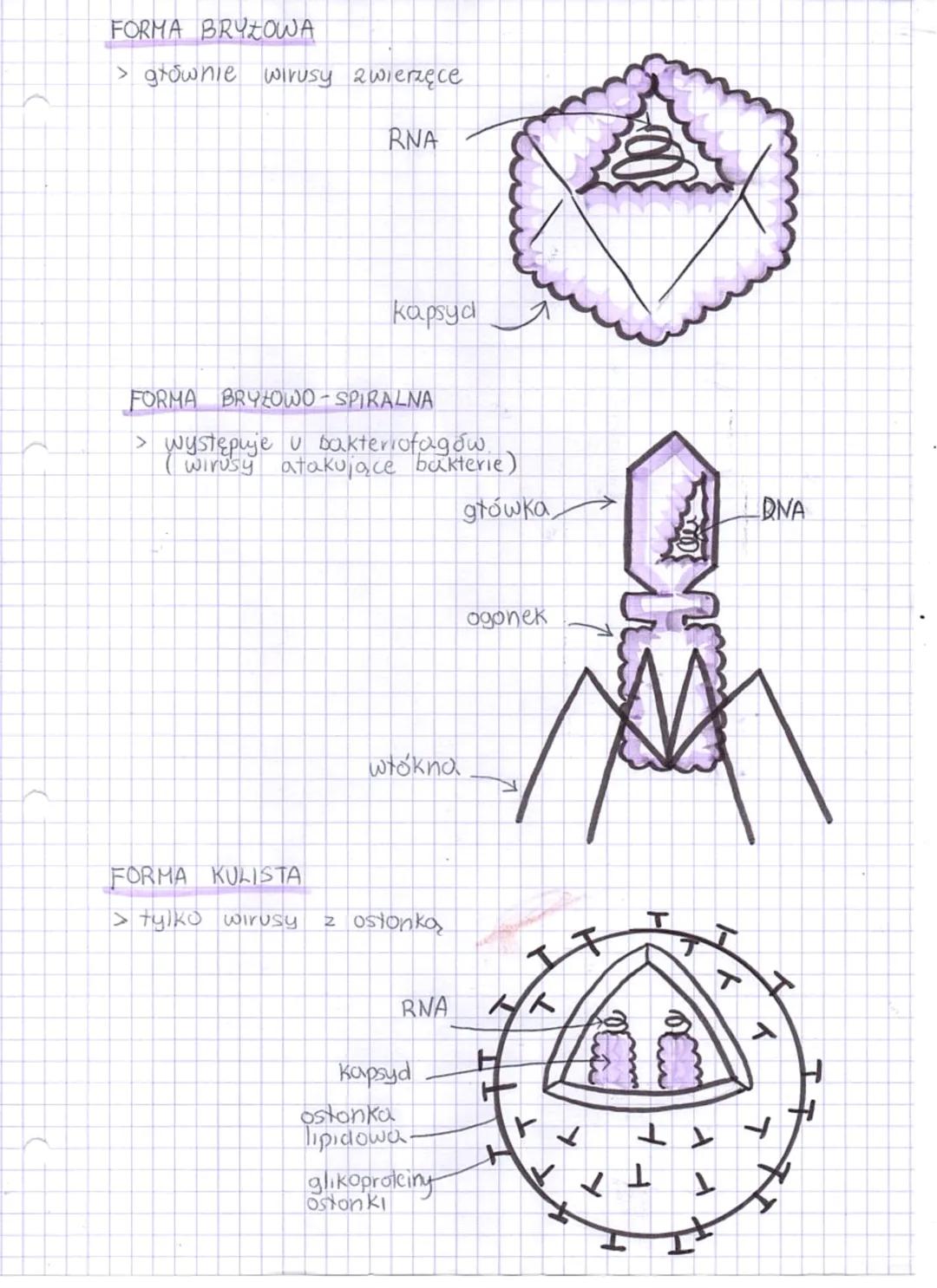 --- OCR Start ---
Wirusy
Sa to niewielkich rozmiarów czynniki 20 kazne zbudowane
2 kwasu nukleinowego i bratka.
Nie mają one budowy komórkow