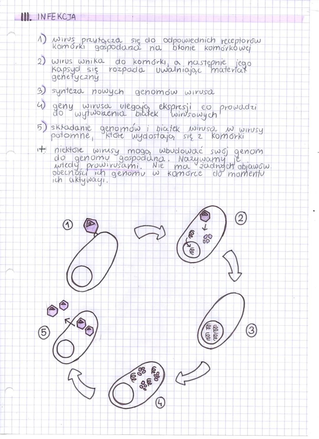 --- OCR Start ---
Wirusy
Sa to niewielkich rozmiarów czynniki 20 kazne zbudowane
2 kwasu nukleinowego i bratka.
Nie mają one budowy komórkow