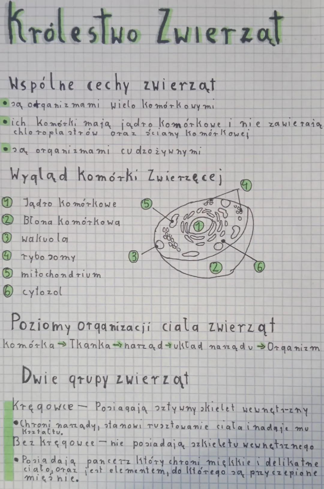 Królestwo Zwierzat
Wspólne cechy zwierząt
ɔa organizmami wielo Komórkowymi
ich komórki mają jądro komórkowe i nie zawierają
chloroplastrów. 