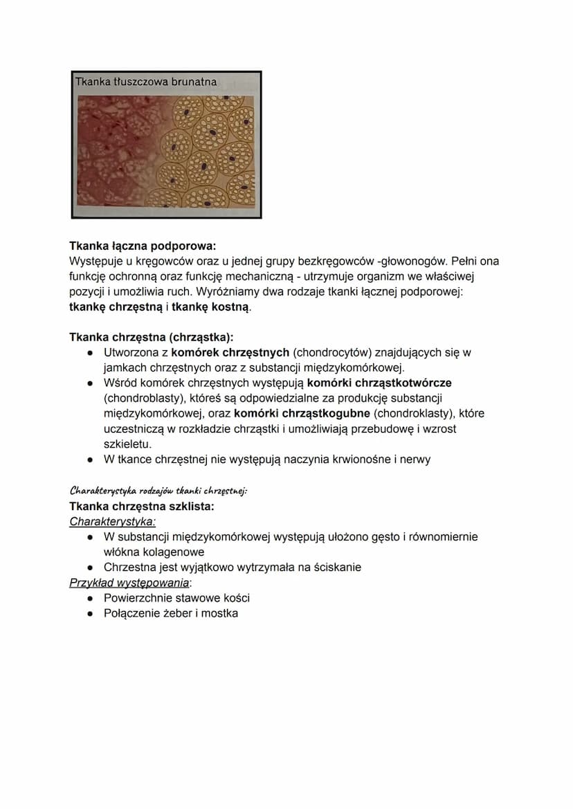 Wszystkie tkanki łączne powstają z mezenchymy, czyli zarodkowej tkanki łącznej.
Cechy komórek tkanki łącznej:
są ułożone w luźny sposób
● wy