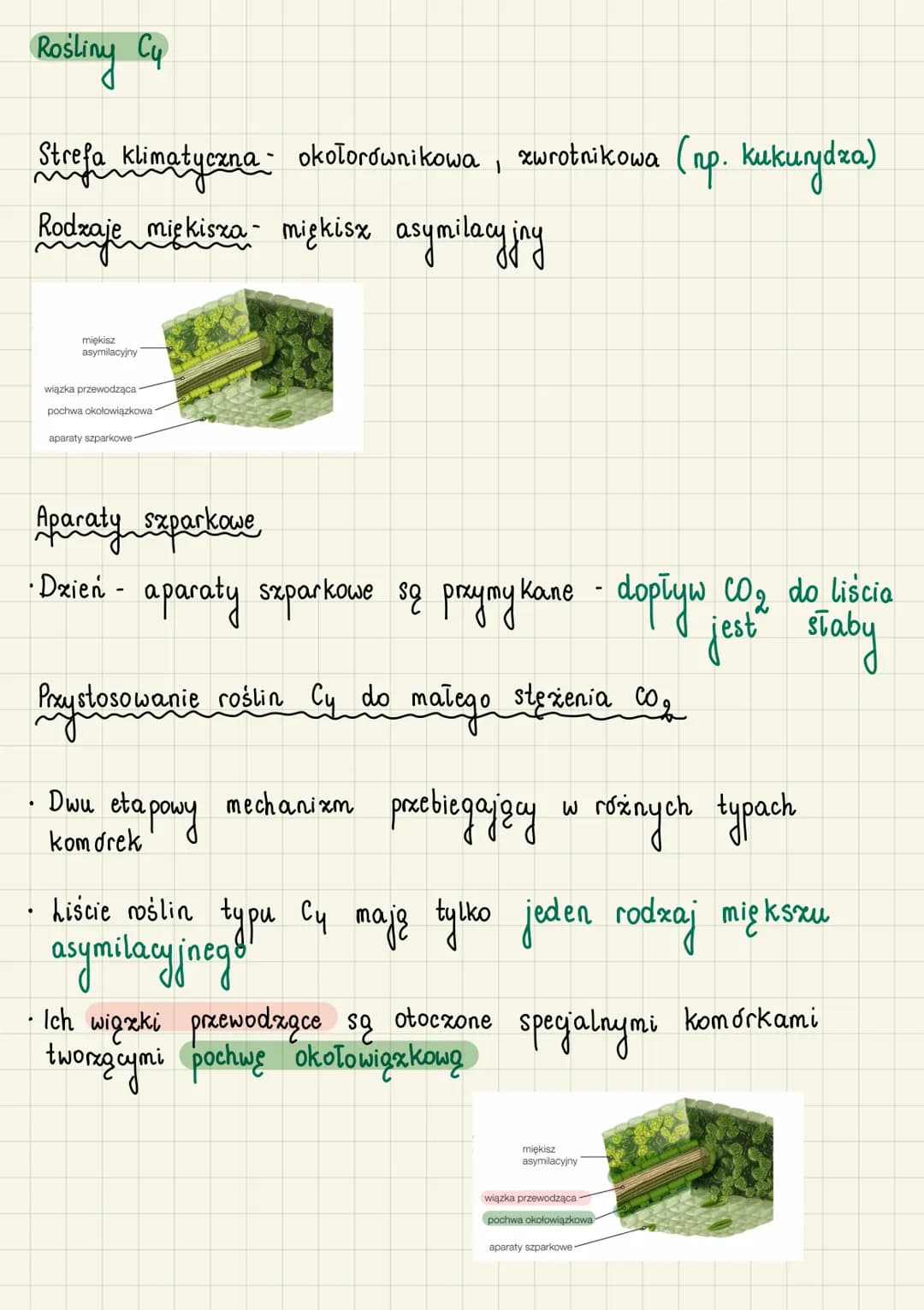 Fotosynteza C3, C4 i CAM
Rosliny Cs
Strefa klimatyczna umiarkowana
Rodzaje miękisza
palisadowy
ggbexasty
Aparaty szparkowe
Dzień otwarte
· N