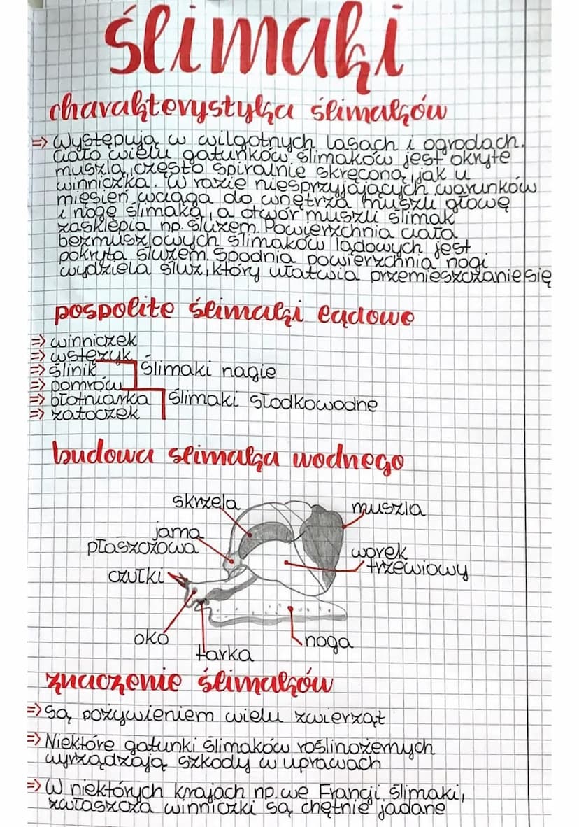 biologia
miejsce zycia, wygląd
=> Mięczaki zamieszkują głównie środowisko
drugim
typem zwierząt. Ciało mięczaków składa się
najczęściej z?
•