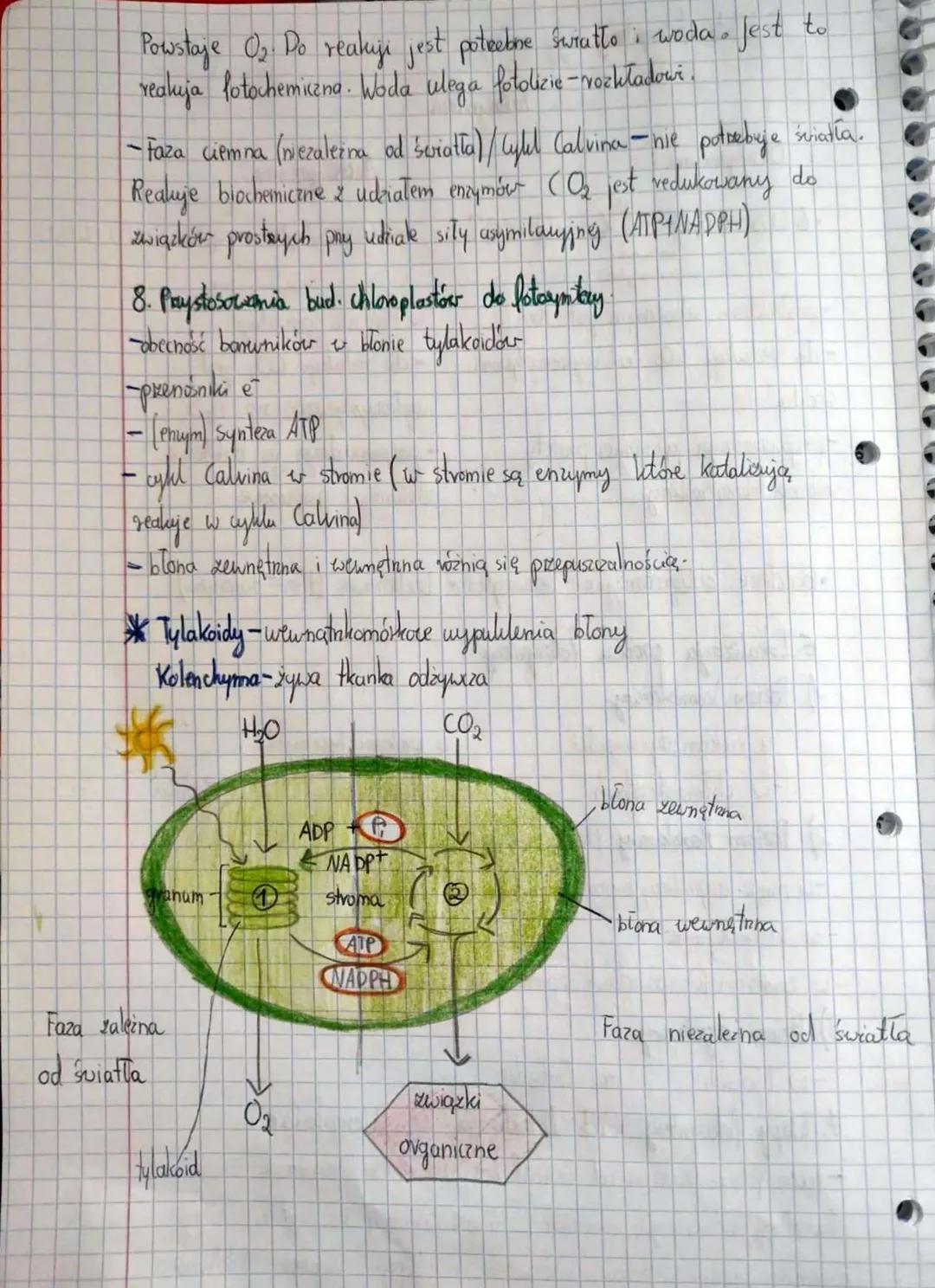 T: Autotroficzne odżywianie się organizmów-
lotosynteza.
1: Pokarm i jego znamenie dla organismów.
- Svidlto energii niezbędnej do funkyonow
