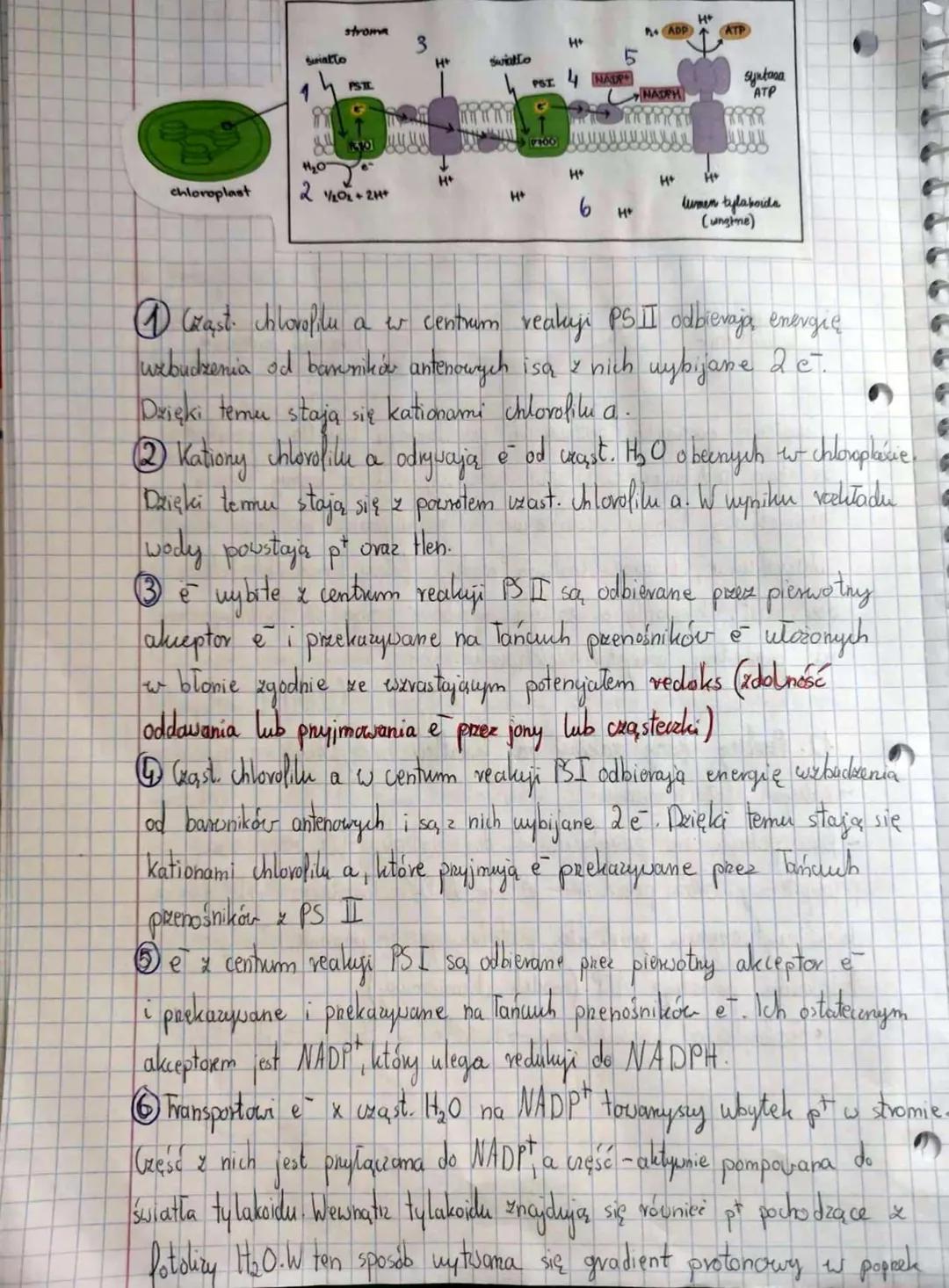T: Autotroficzne odżywianie się organizmów-
lotosynteza.
1: Pokarm i jego znamenie dla organismów.
- Svidlto energii niezbędnej do funkyonow
