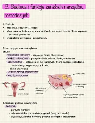 Know Budowa i funkcje żeńskiego układu rozrodczego  thumbnail