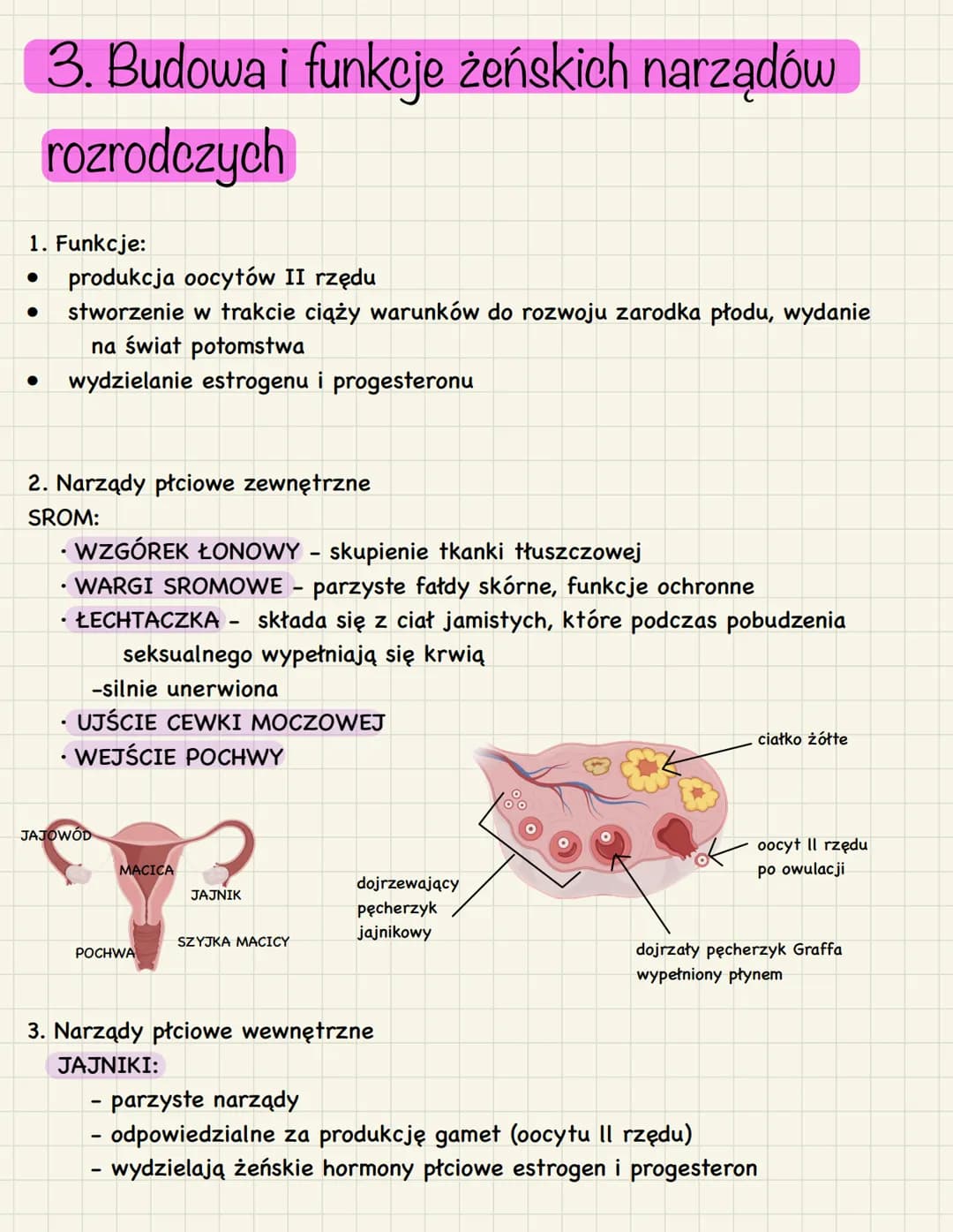 3. Budowa i funkcje żeńskich narządów
rozrodczych
1. Funkcje:
● produkcja oocytów II rzędu
stworzenie w trakcie ciąży warunków do rozwoju za
