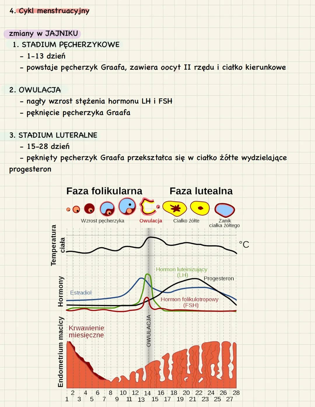 3. Budowa i funkcje żeńskich narządów
rozrodczych
1. Funkcje:
● produkcja oocytów II rzędu
stworzenie w trakcie ciąży warunków do rozwoju za