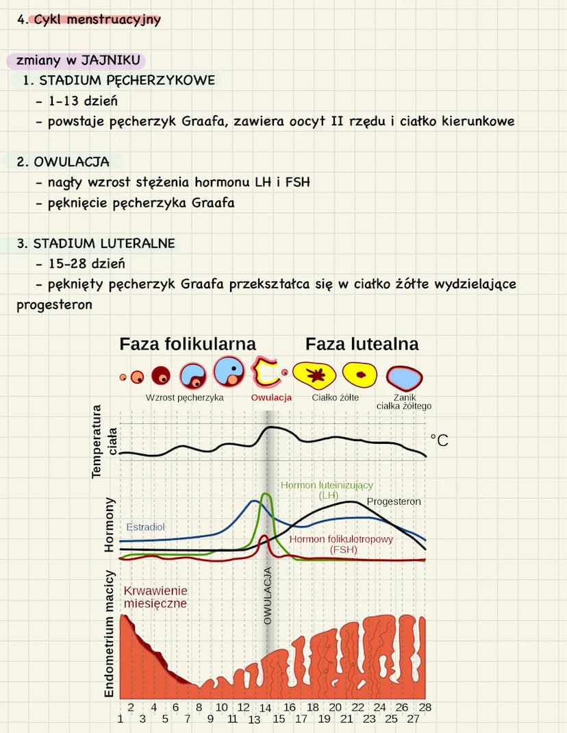 3. Budowa i funkcje żeńskich narządów
rozrodczych
1. Funkcje:
● produkcja oocytów II rzędu
stworzenie w trakcie ciąży warunków do rozwoju za