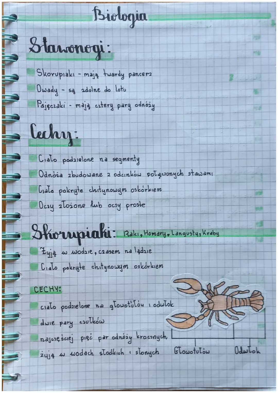 Biologia
Slawonogi:
Skorupiaki - mają twardy pancerz
Owady - są zdolne do lotu
Pajęczaki mają catery pary odnoży
Cechy:
Cialo podzielone na 