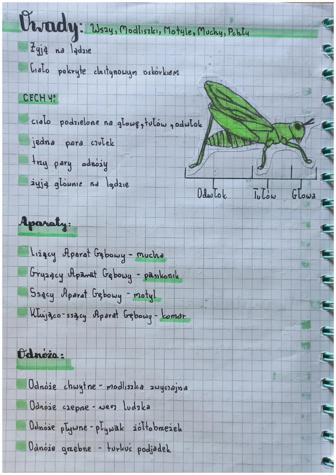 Biologia
Slawonogi:
Skorupiaki - mają twardy pancerz
Owady - są zdolne do lotu
Pajęczaki mają catery pary odnoży
Cechy:
Cialo podzielone na 