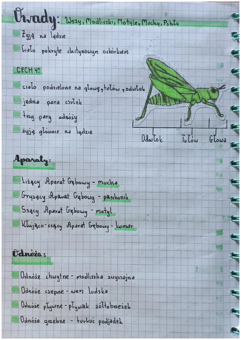 Biologia
Slawonogi:
Skorupiaki - mają twardy pancerz
Owady - są zdolne do lotu
Pajęczaki mają catery pary odnoży
Cechy:
Cialo podzielone na 