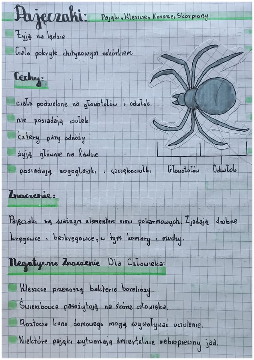 Biologia
Slawonogi:
Skorupiaki - mają twardy pancerz
Owady - są zdolne do lotu
Pajęczaki mają catery pary odnoży
Cechy:
Cialo podzielone na 