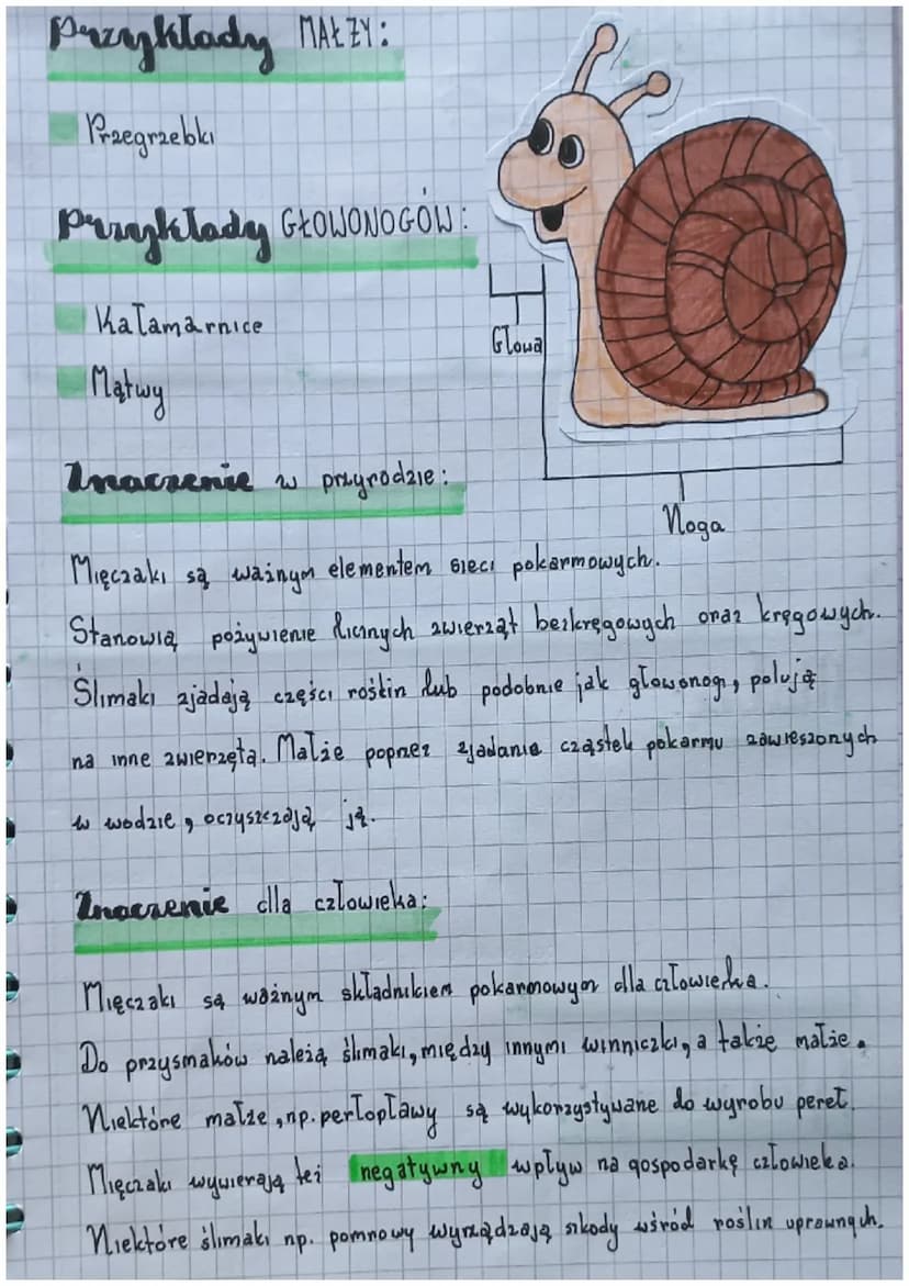Biologia
Slawonogi:
Skorupiaki - mają twardy pancerz
Owady - są zdolne do lotu
Pajęczaki mają catery pary odnoży
Cechy:
Cialo podzielone na 