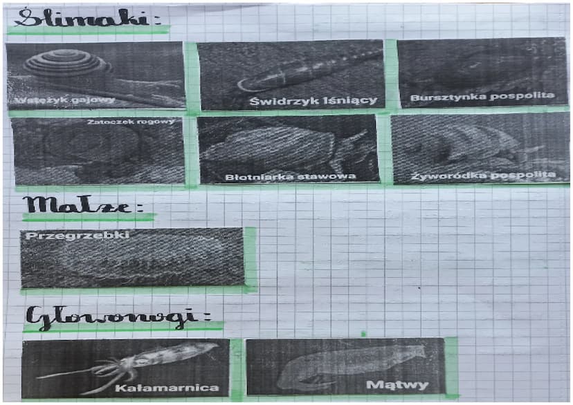 Biologia
Slawonogi:
Skorupiaki - mają twardy pancerz
Owady - są zdolne do lotu
Pajęczaki mają catery pary odnoży
Cechy:
Cialo podzielone na 