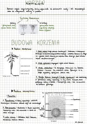 Know Korzeń thumbnail