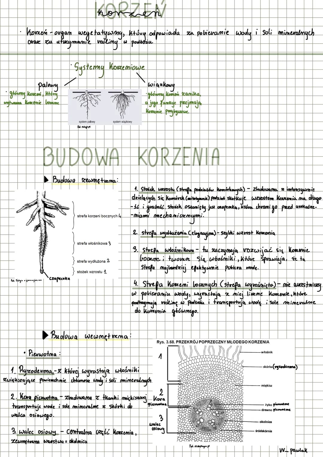 konzen
horzeń - organ wegetatywny, który odpowiada za pobieranie wody i soli mineralnych
ovaz zu utuzymanie vailing w podbóziu
-Systemy Kovs