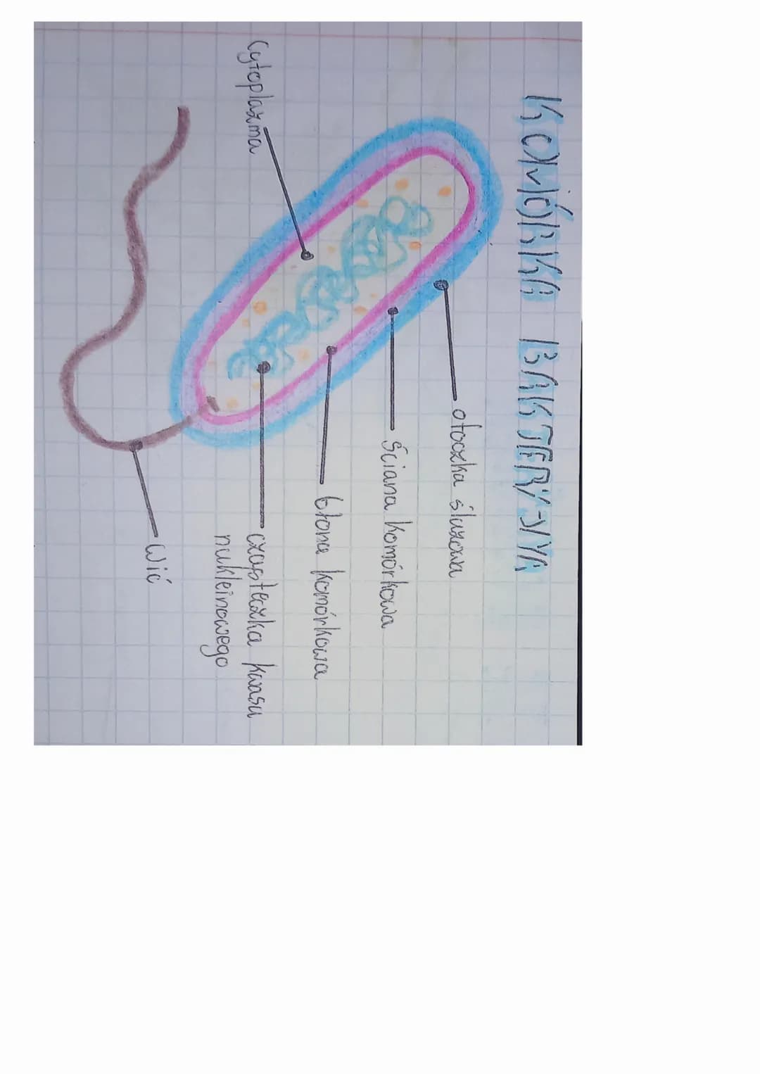 KOKORIKO BOŠANんん

-Jadro komórkowe

Wakuola
(wodniczka)

rybosomy

Gtona
Komórkowa

Ściana
Komórkowa

cytoyol

chloroplast

mitochondrium KO