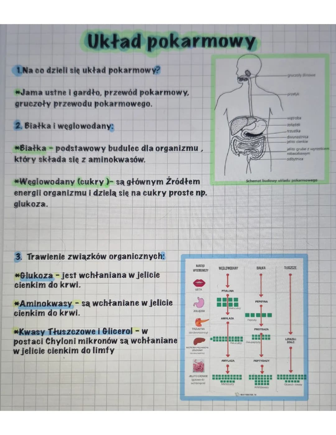 Układ pokarmowy 