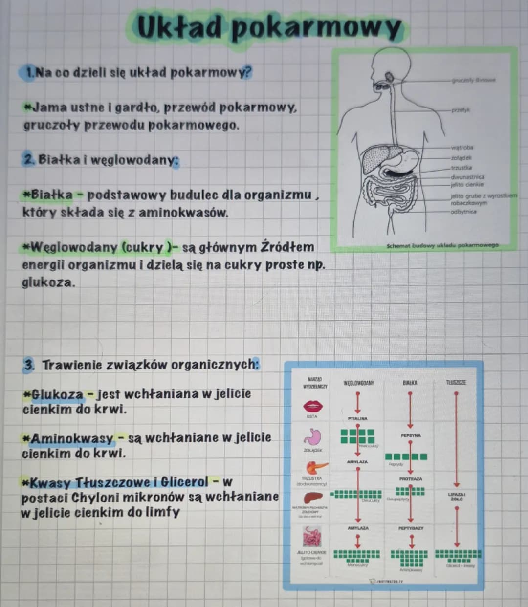 Układ pokarmowy
1.Na co dzieli się układ pokarmowy?
-gruczoly Sinowe
*Jama ustne i gardło, przewód pokarmowy,
gruczoły przewodu pokarmowego.